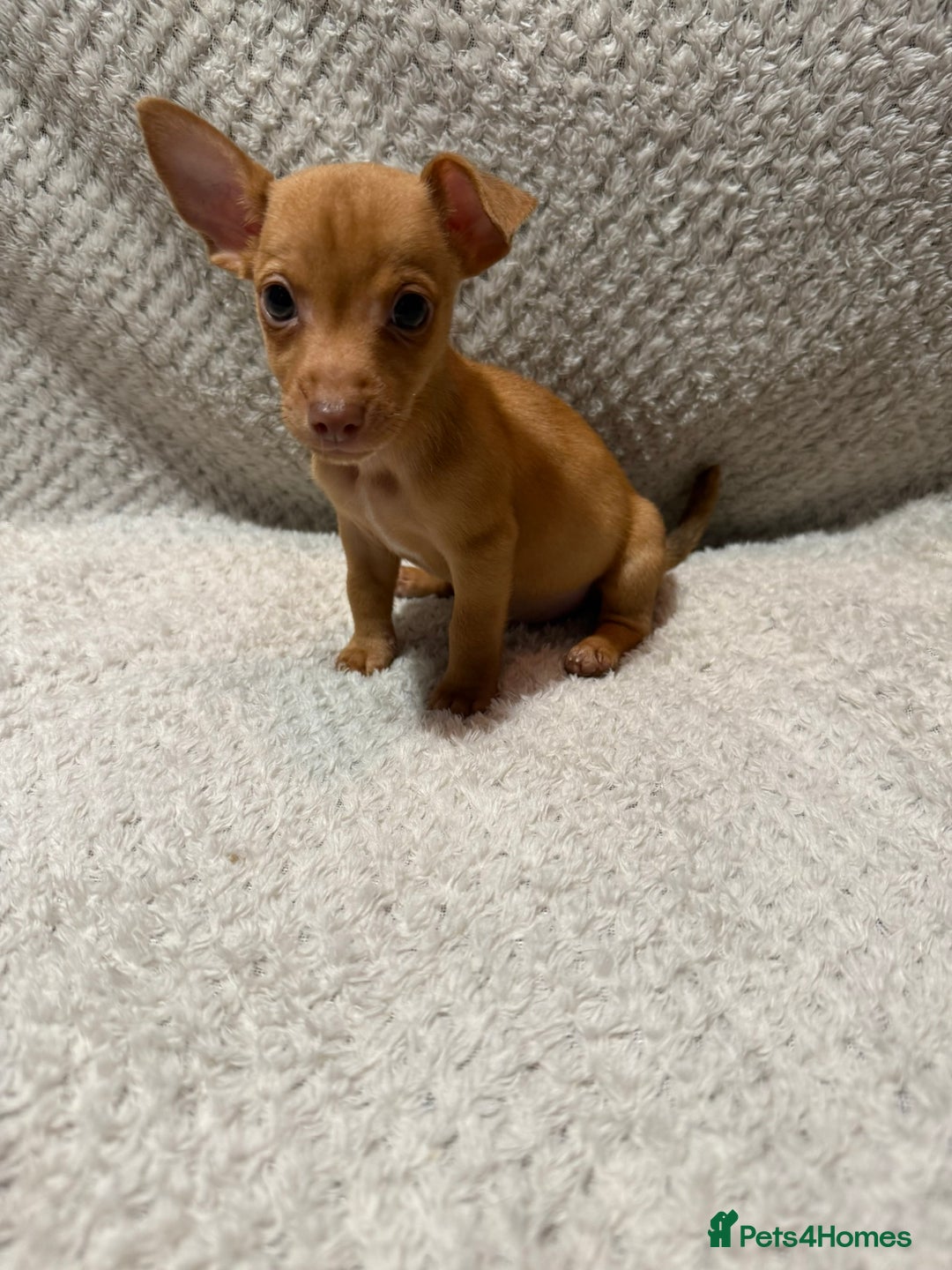 Jack Russell dogs for sale: Jack Russell puppies (JUST 1 LEFT) (LUNA) - Image 12