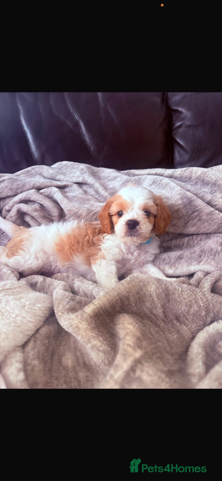 Cavapoo dogs Cavapoo Puppies - Advert 2