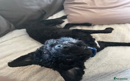 Mixed Breed dogs for sale: Black cockerpoo  for sale  - Image 2