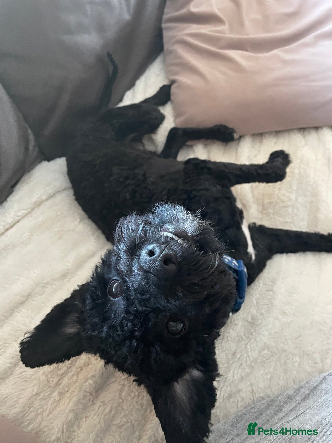Mixed Breed dogs for sale: Black cockerpoo  for sale  - Image 2