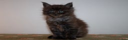 Maine Coon cats for sale: Gorgeous TICA-Registered Maine Coon Kittens! - Advert 27