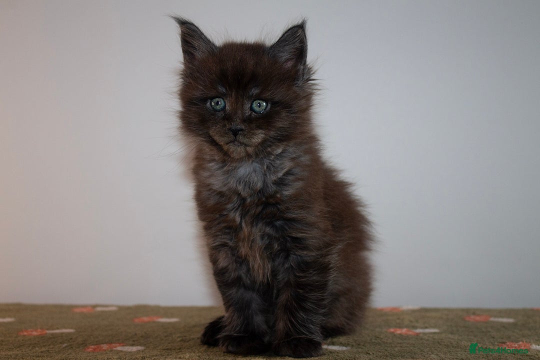 Maine Coon cats for sale: Gorgeous TICA-Registered Maine Coon Kittens! - Advert 27