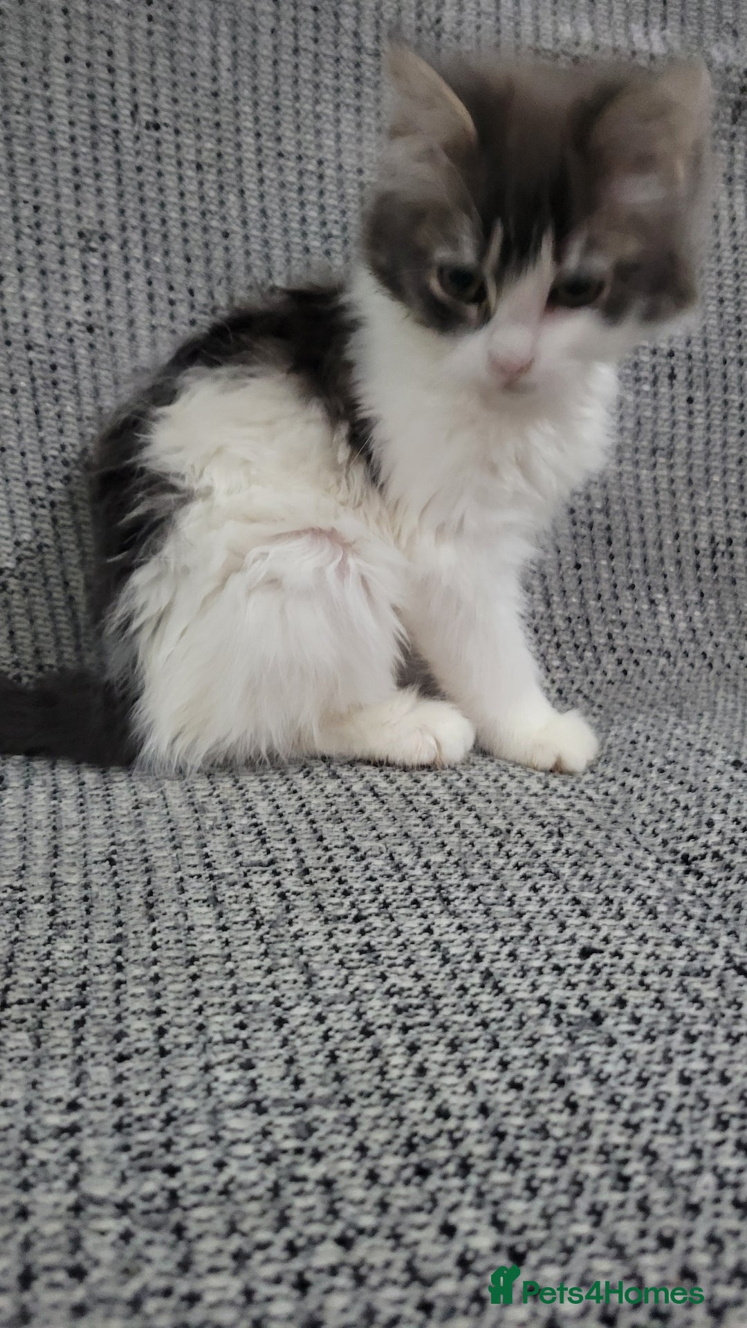 Maine Coon cats for sale: Beautiful Mixed Main Coon Kittens - Advert 11