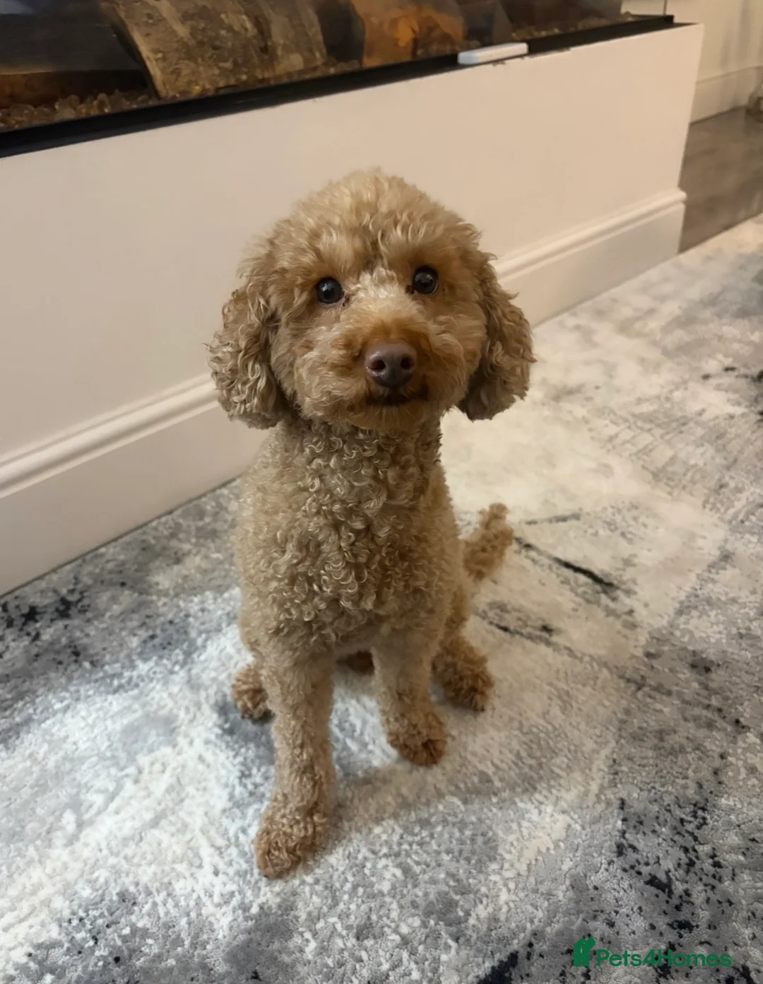 Toy Poodle dogs for sale: Kc registered toy /  tiny poodle  - Advert 2