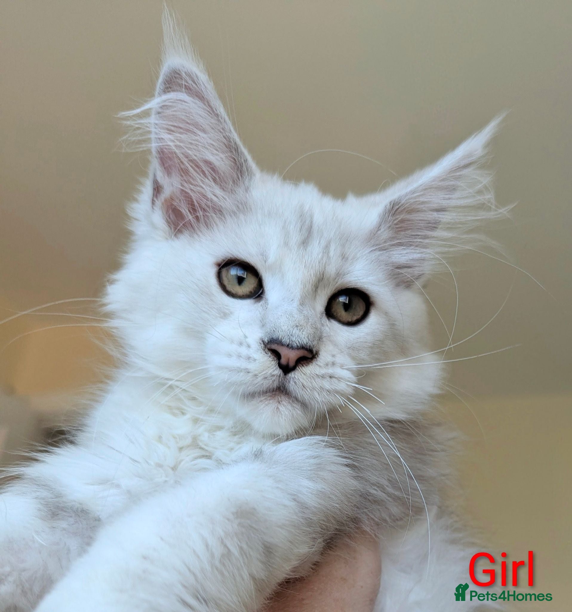 Maine Coon cats Registered Shaded Maine Coon Kittens  - Advert 2