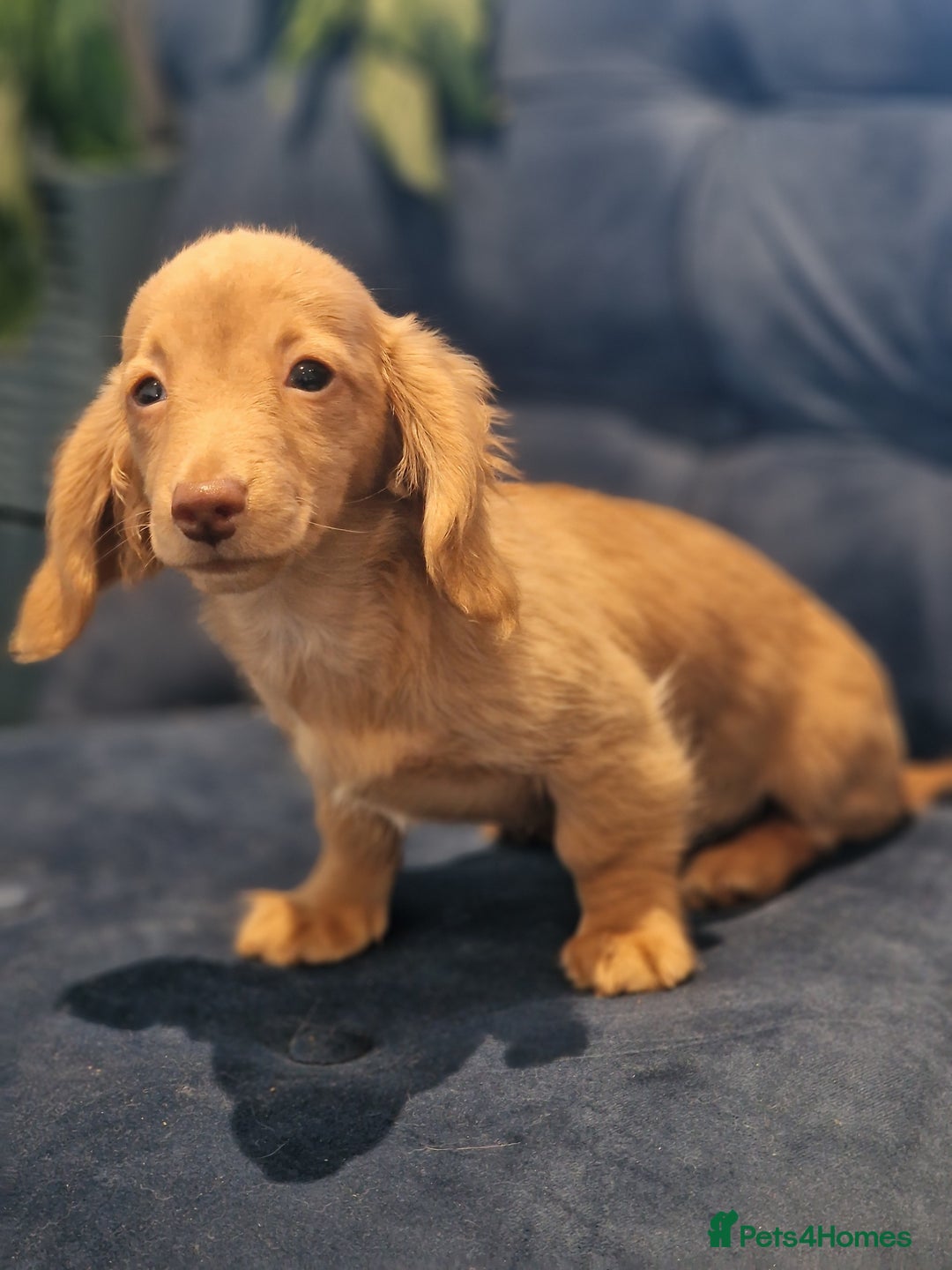 Miniature Dachshund dogs for sale: Cream Mini longhair Dachshund - Image 6