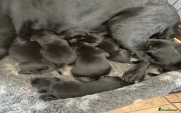 Labrador Retriever dogs for sale: Beautiful black Labrador pups - Image 3