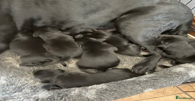 Labrador Retriever dogs - Advert 2