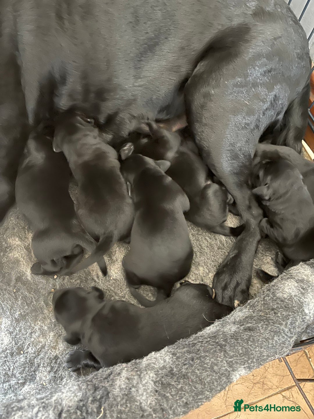 Labrador Retriever dogs for sale: Beautiful black Labrador pups - Image 3