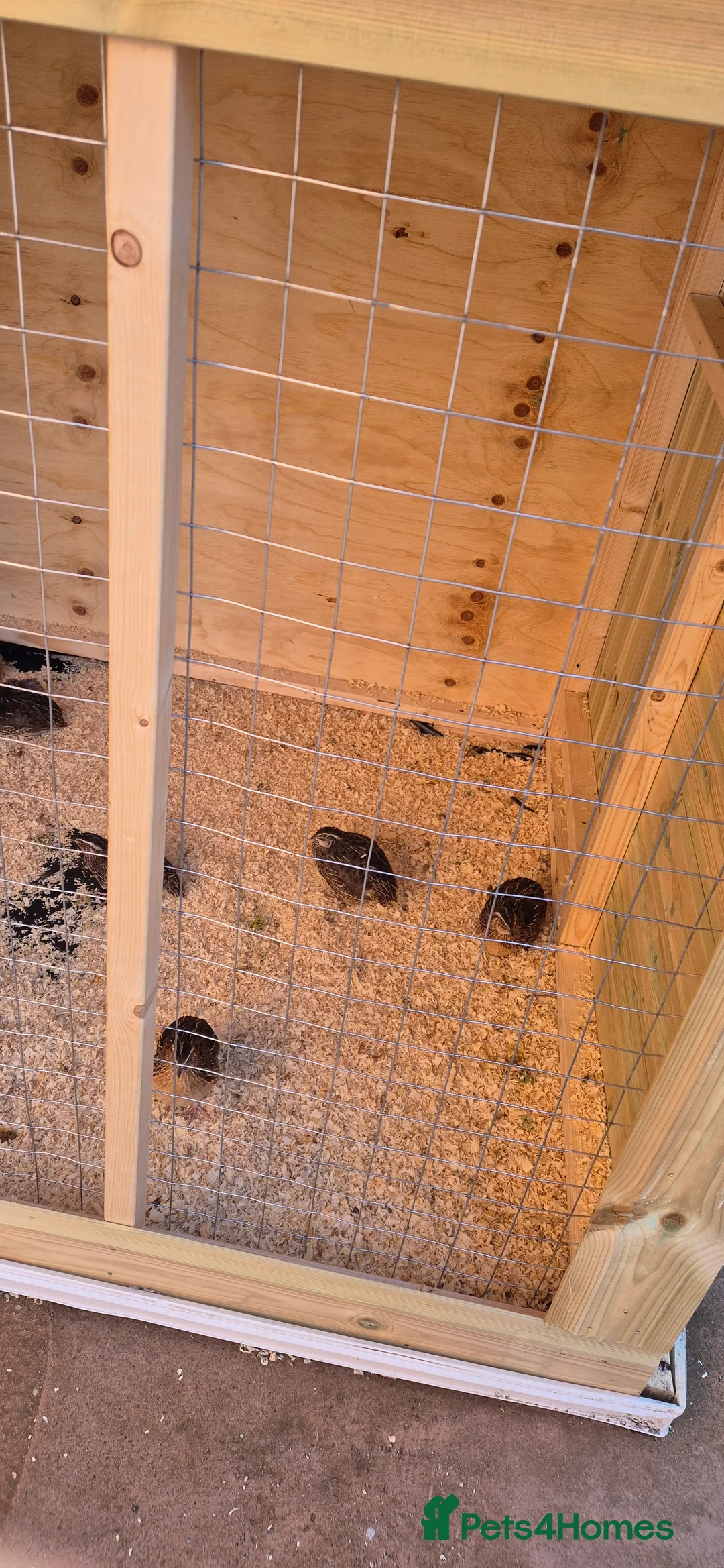 Mixed Breed birds for sale: Jumbo coturnix quails  in Birmingham - Advert 1