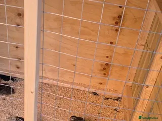 Mixed Breed birds Jumbo coturnix quails - Advert 1