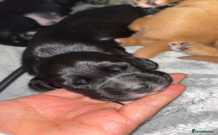 Cockerdor dogs Cockerdors  - Advert 3