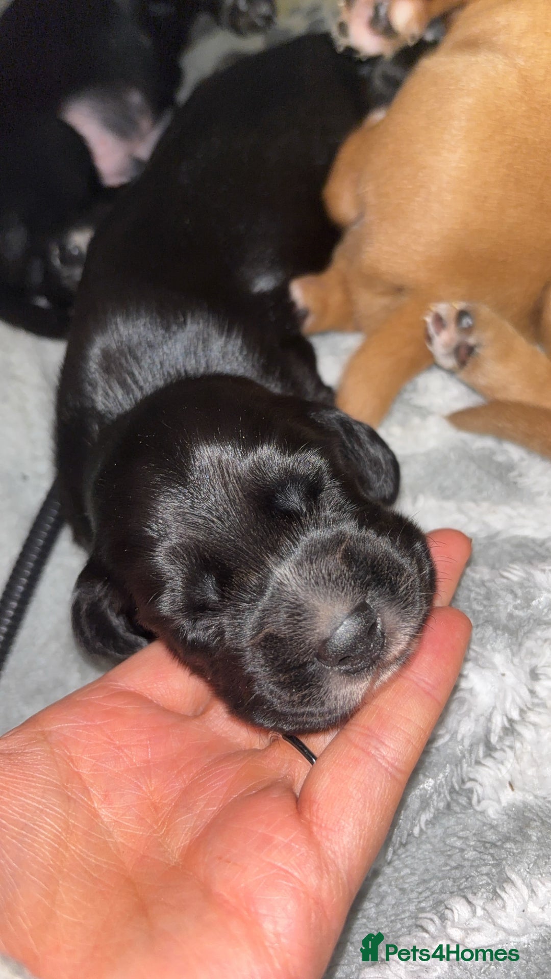 Cockerdor dogs for sale: Cockerdors  - Advert 4