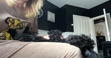 Doxiepoo dogs - Advert 11