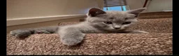 British Shorthair cats for sale: British Shorthair Purebred, Healthy & Ready Now in Harrow - Advert 5