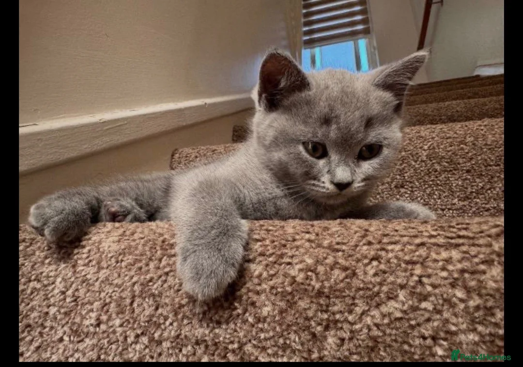 British Shorthair cats for sale: British Shorthair Purebred, Healthy & Ready Now in Harrow - Advert 5