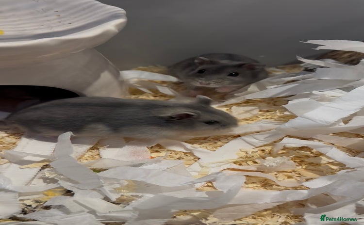 Hamster rodents - Advert 4