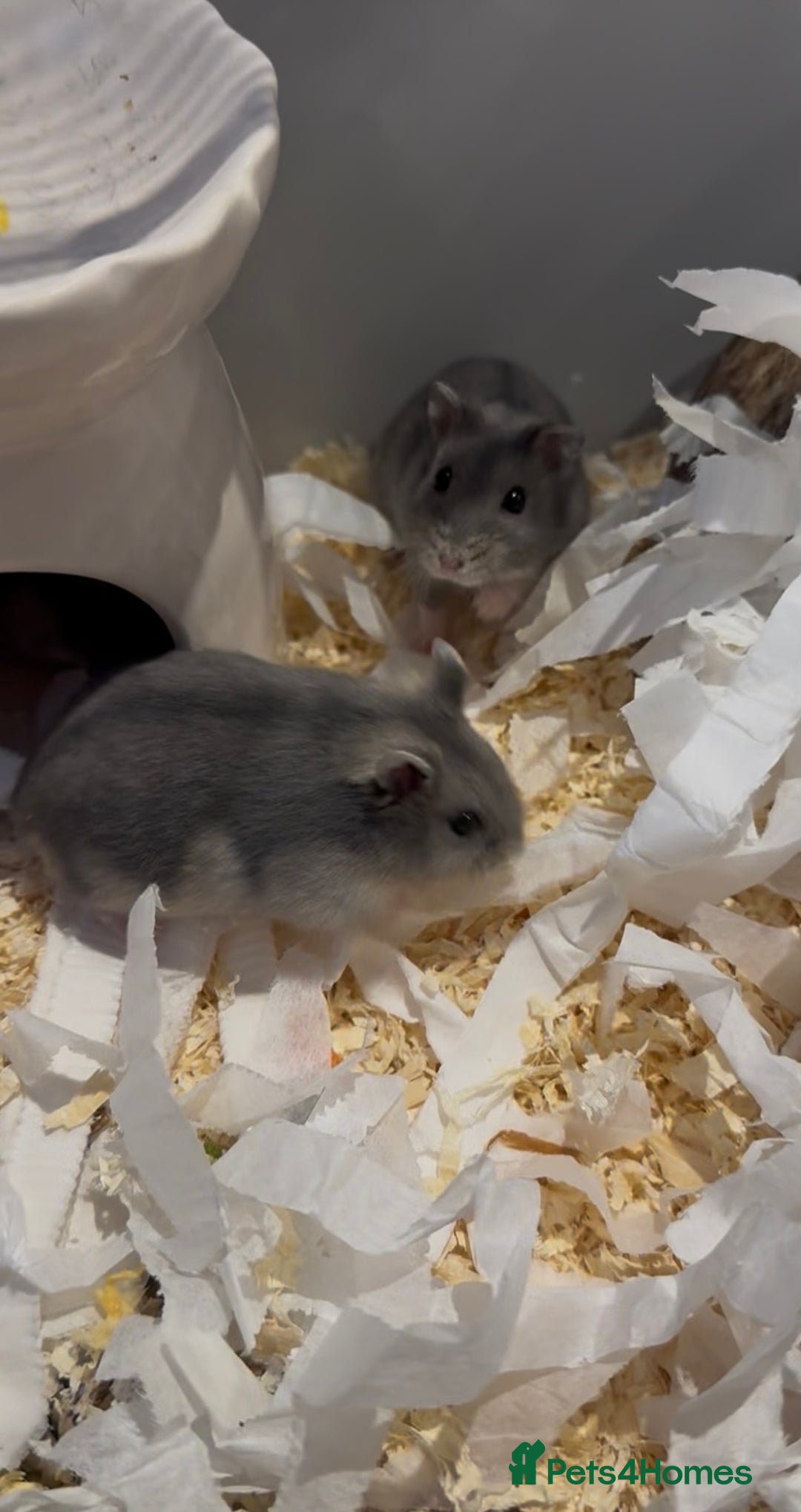 Hamster rodents for sale: Pedigree sapphire winter white hamsters  - Image 1