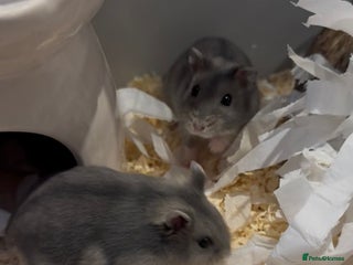 Hamster rodents - Advert 1