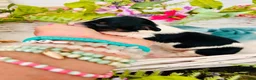 Miniature Dachshund dogs for sale: Piebald Minature Longhair  - Advert 2