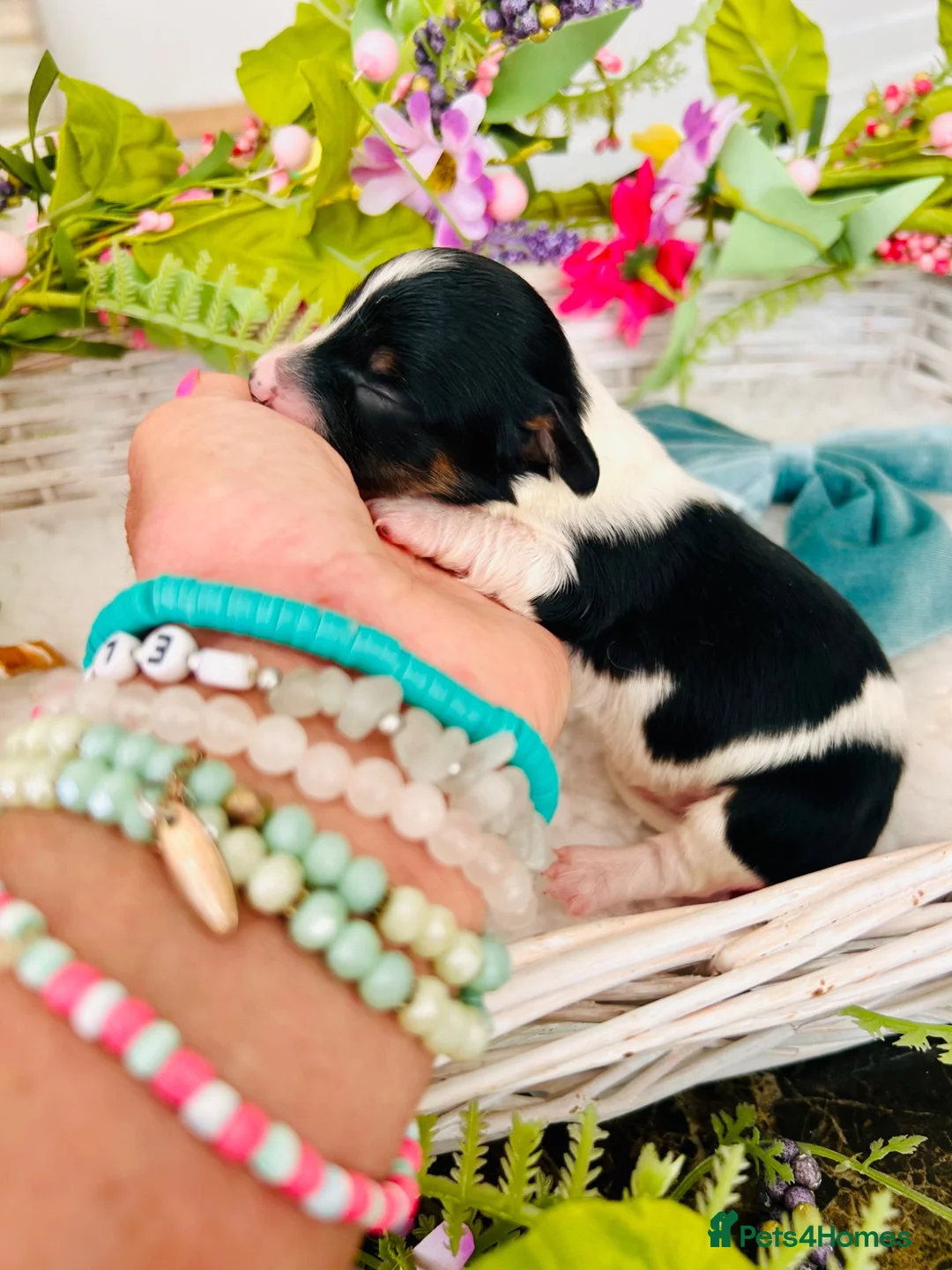 Miniature Dachshund dogs for sale: Piebald Minature Longhair  - Advert 2