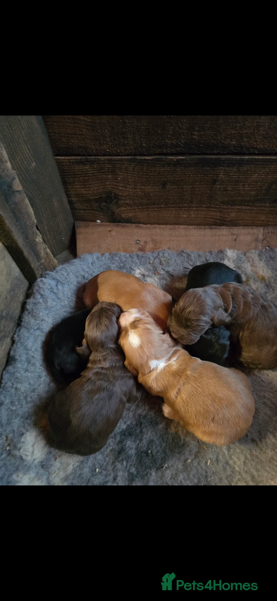 Cocker Spaniel dogs for sale: KC Working Cocker spaniel puppies - Advert 3