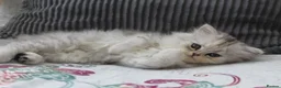 Persian cats for sale: 3 Pure Persian Chinchilla Kittens  - Advert 11