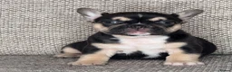 French Bulldog dogs for sale: Unique French bulldog pups 6 weeks old  - Advert 6