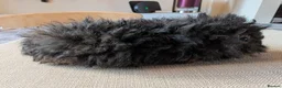 Guinea Pig rodents for sale: Gorgeous bonded boys  - Advert 8