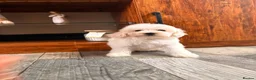 Maltipoo dogs for sale: F1B fully vaccinated maltipoo puppies - Advert 12