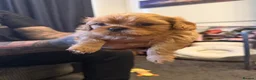 Cavalier King Charles Spaniel dogs for sale: 2 handsome male pups left  - Advert 11