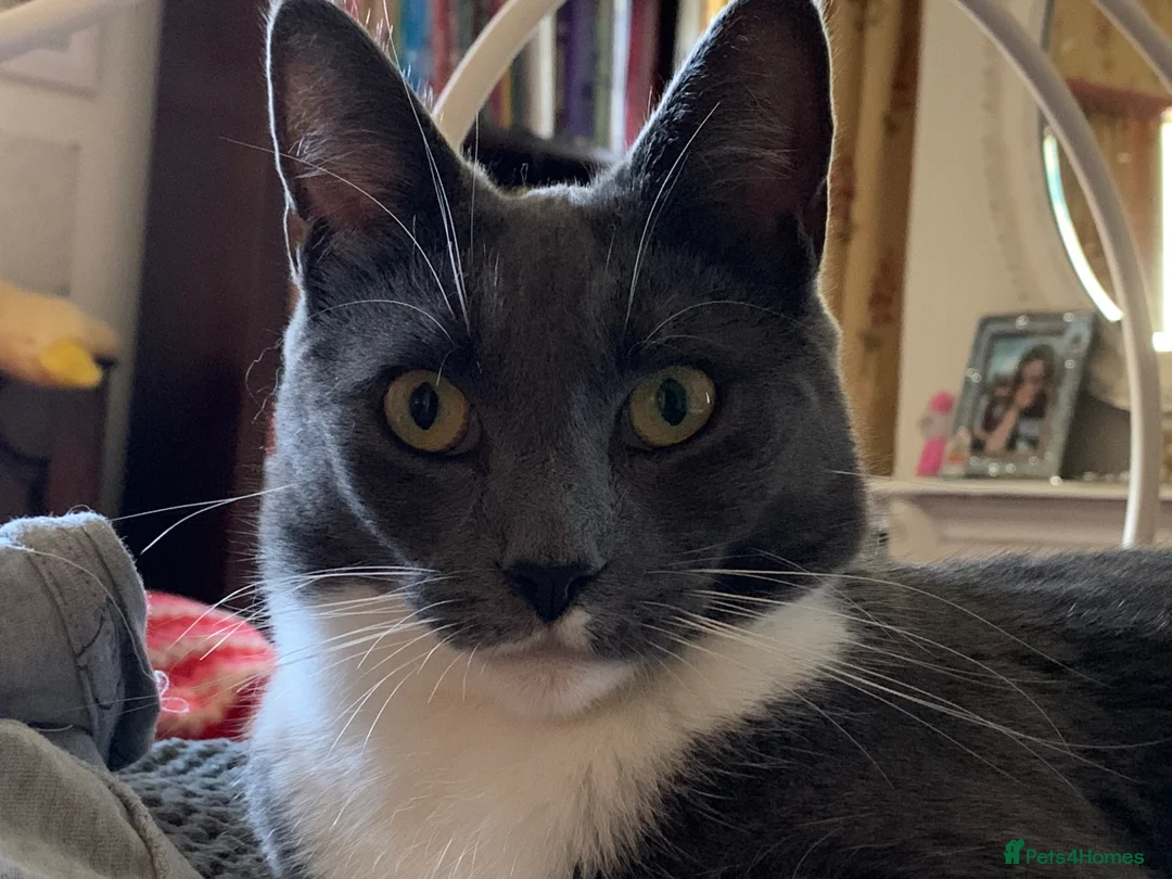 Mixed Breed cats for sale: Jellybean & Saffy love dogs!  - Advert 1