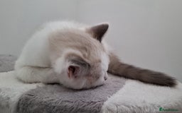 Ragdoll cats for sale: LAST TWO GCCF Ragdolls 1 boy and 1 girl left - Image 7