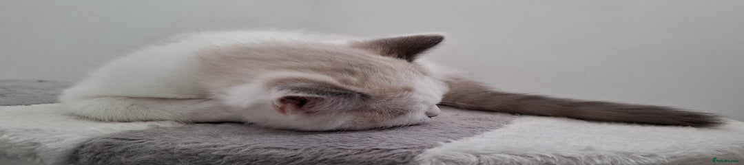 Archie