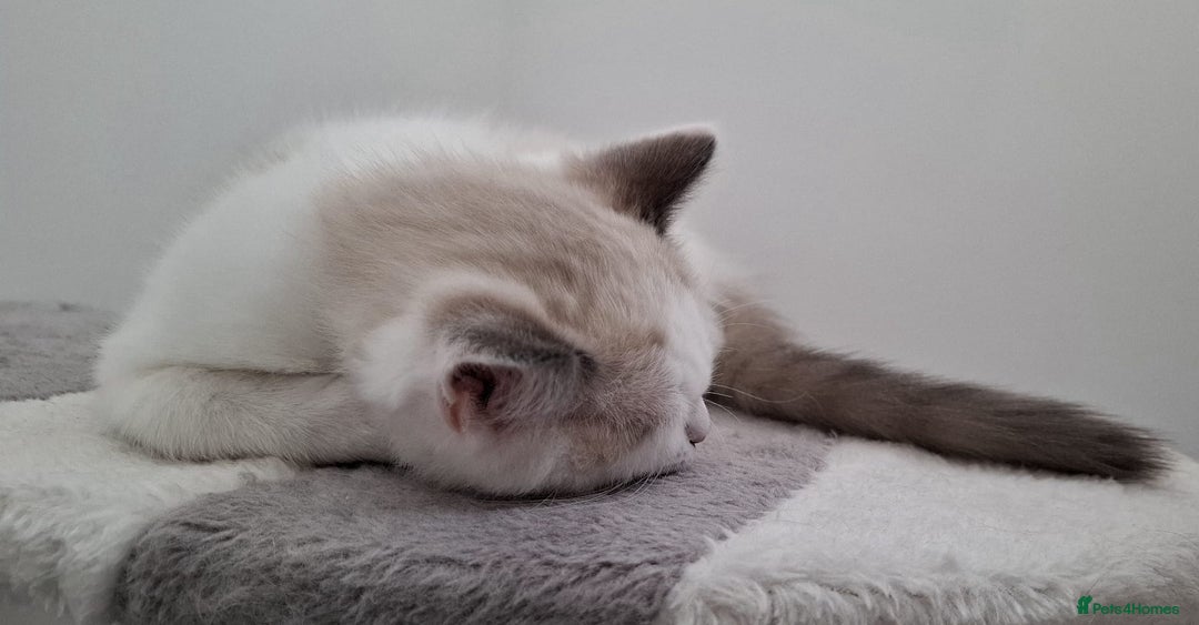 Ragdoll cats for sale: LAST TWO GCCF Ragdolls 1 boy and 1 girl left - Image 7