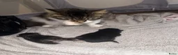 Mixed Breed cats for sale: 2 kittens  - Advert 1