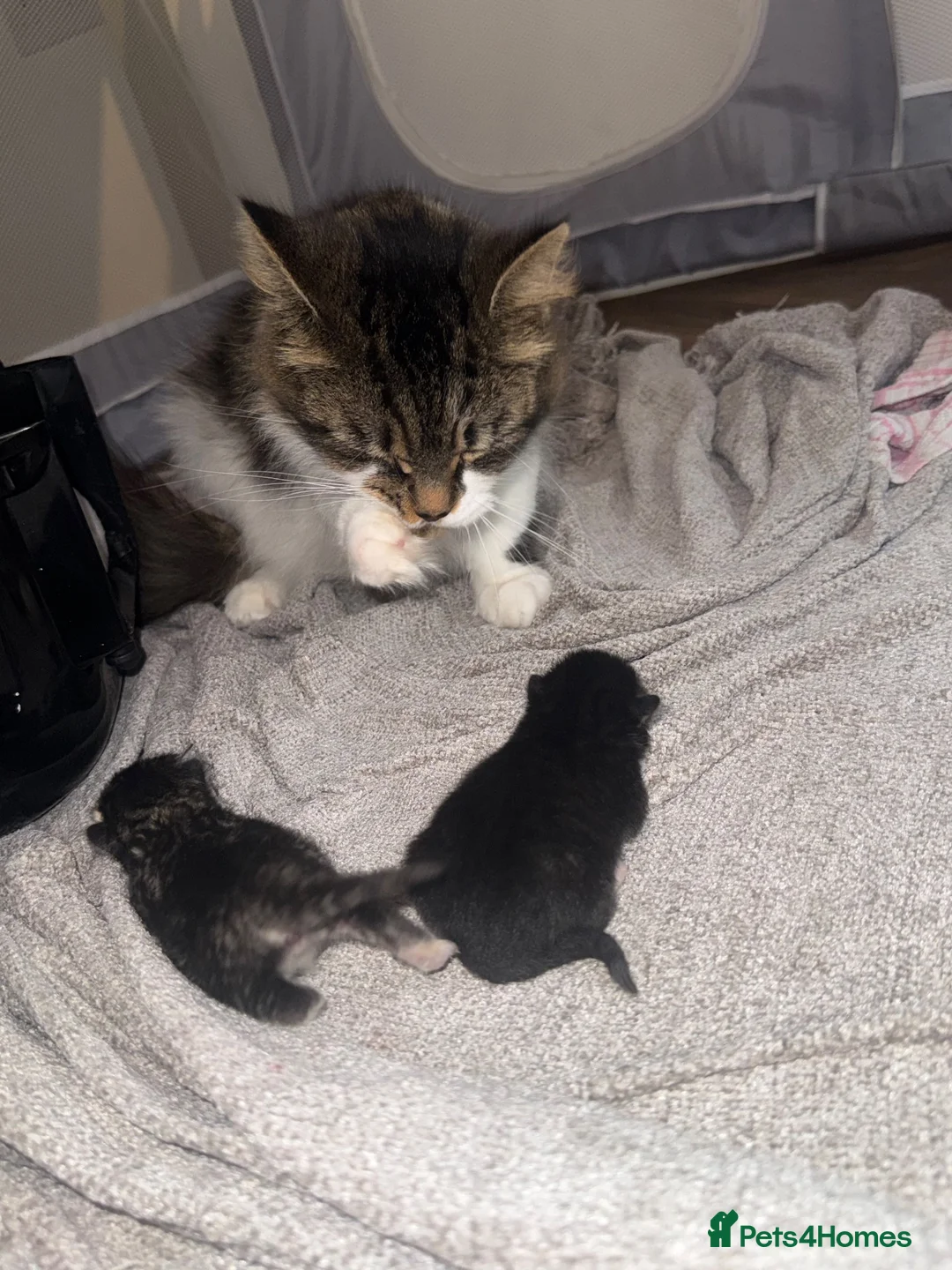 Mixed Breed cats for sale: 2 kittens  - Advert 1