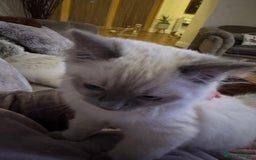 Ragdoll cats for sale: Beautiful Ragdoll - Image 4