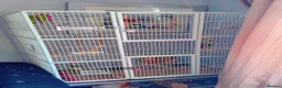 Ringnecks birds for sale: Indian Ringneck parrot  in Tamworth - Advert 5