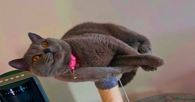 British Shorthair cats - Advert 3