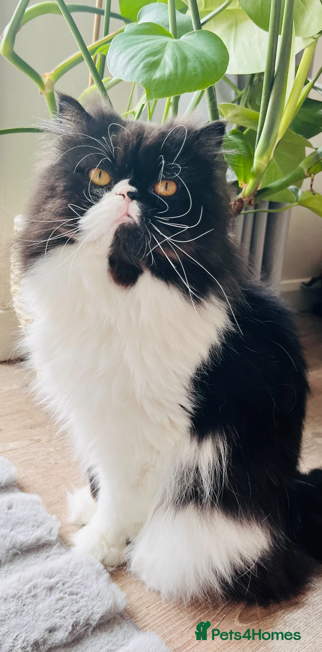 Ragdoll cats for sale: Four beautiful Ragdoll x Persian kittens available - Advert 12