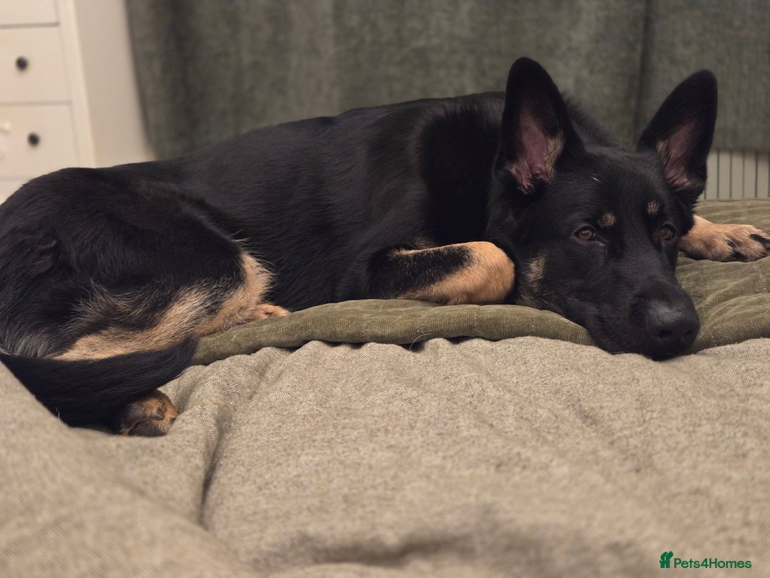 German Shepherd dogs for sale: Male 10 month old German Sheppard  - Advert 4