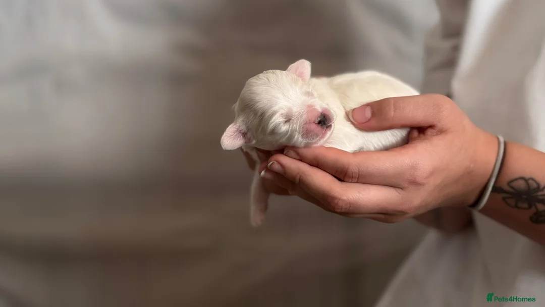 Mixed Breed dogs for sale: White boy Lhasapoochon - Advert 1
