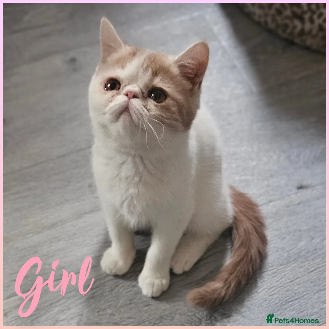 Exotic cats for sale: Girl beautiful exotic Kitten  - Advert 3
