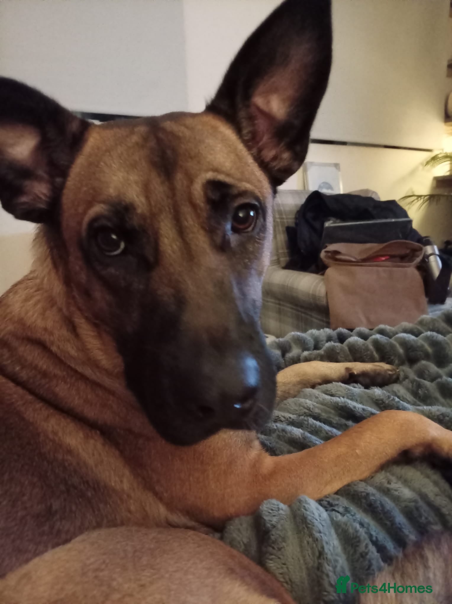 Belgian Shepherd Dog dogs Looking for a new home - Advert 1