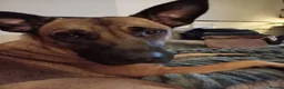 Belgian Shepherd Dog dogs for sale: Looking for a new home - Advert 1