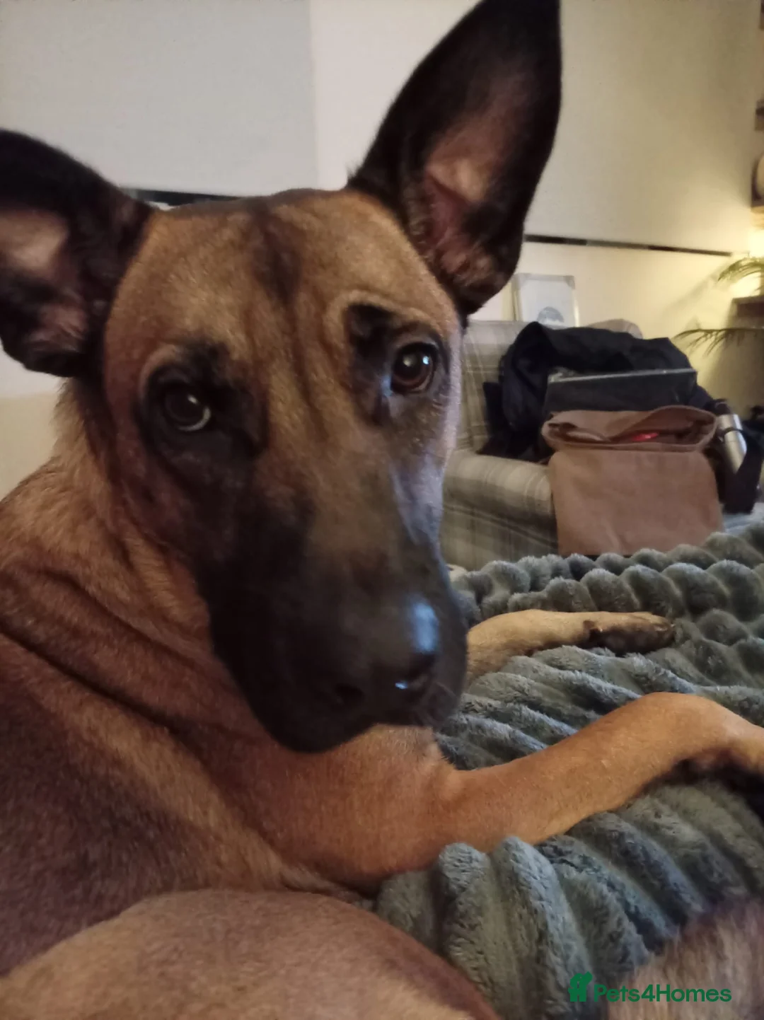 Belgian Shepherd Dog dogs for sale: Looking for a new home - Advert 1