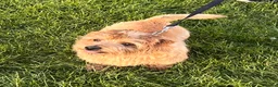 Norfolk Terrier dogs for sale: Lovely sweet boy - Advert 7