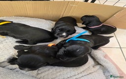 Cocker Spaniel dogs for sale: Working cocker Spaniel puppies KC registered  - Image 2