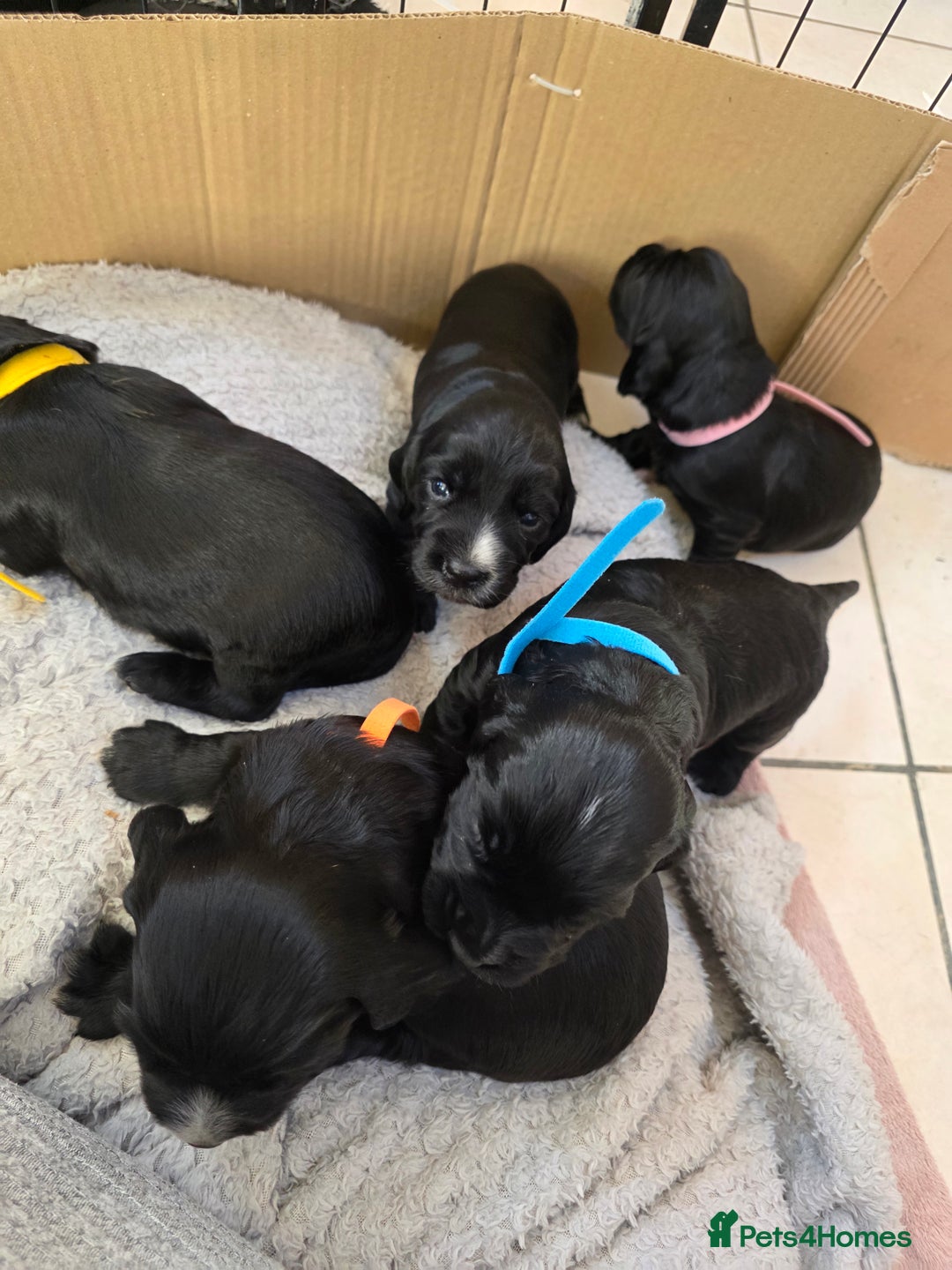 Cocker Spaniel dogs for sale: Working cocker Spaniel puppies KC registered  - Image 2